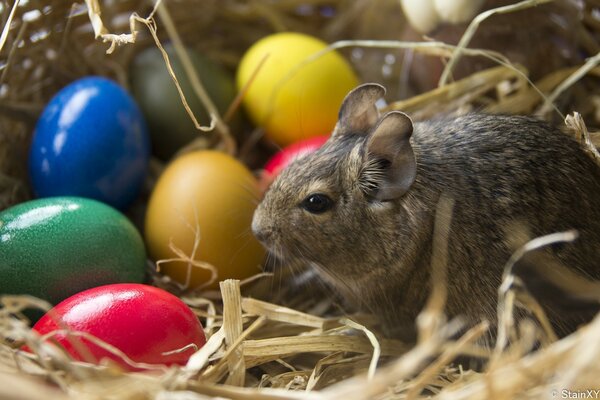 Chinchilla in a basket with colored eggs