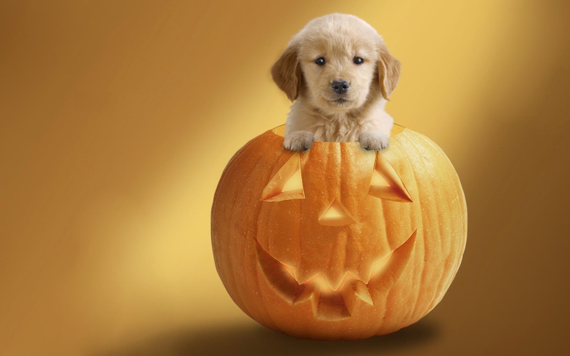 halloween holiday pumpkin background dog