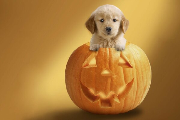 Halloween, even a dog in a pumpkin is happy