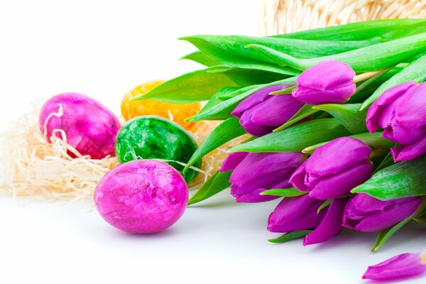 Tulipani lilla e aitz di Pasqua