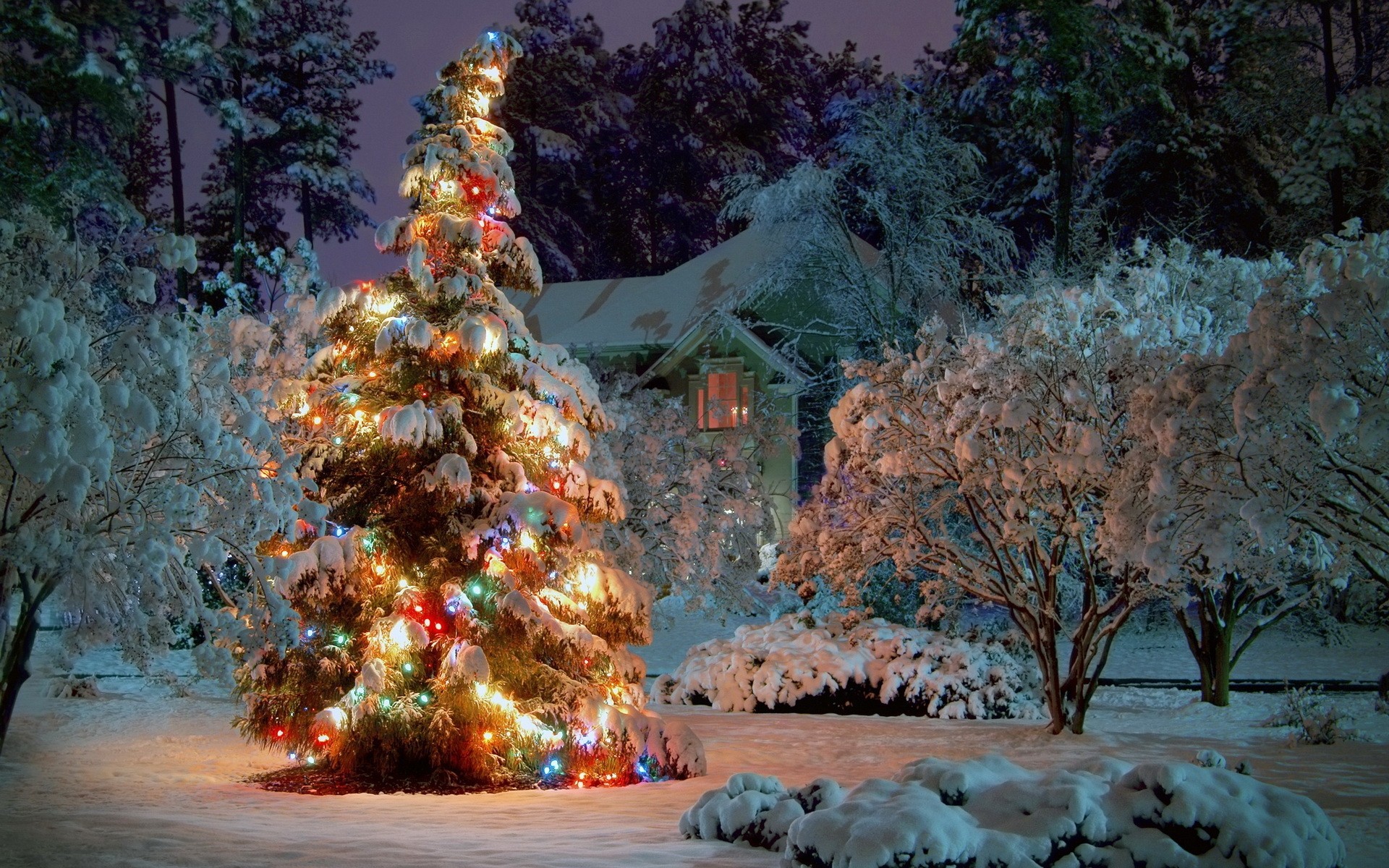 arbre de noël arbres neige nouvel an