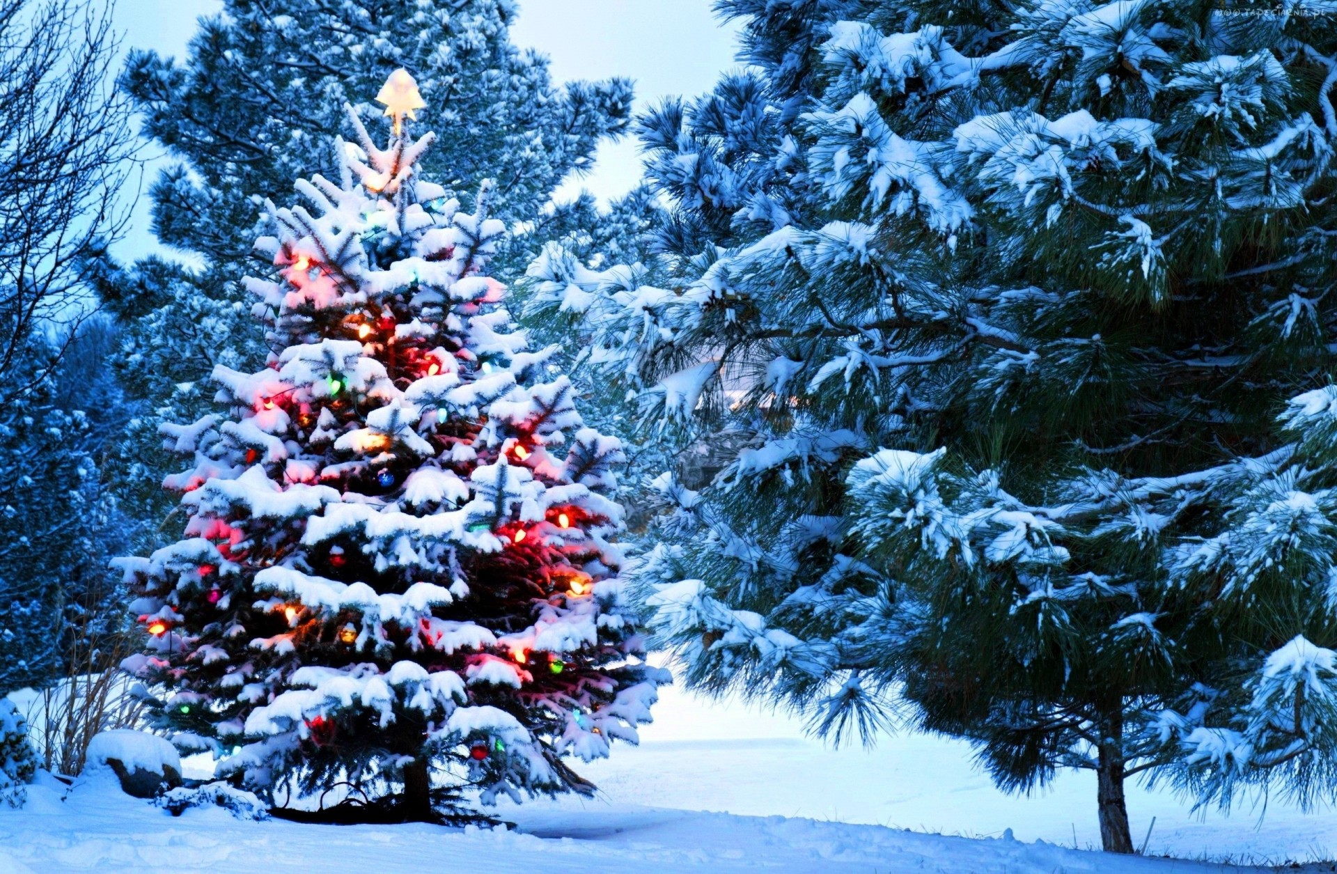 arbre de noël vacances neige forêt nouvel an