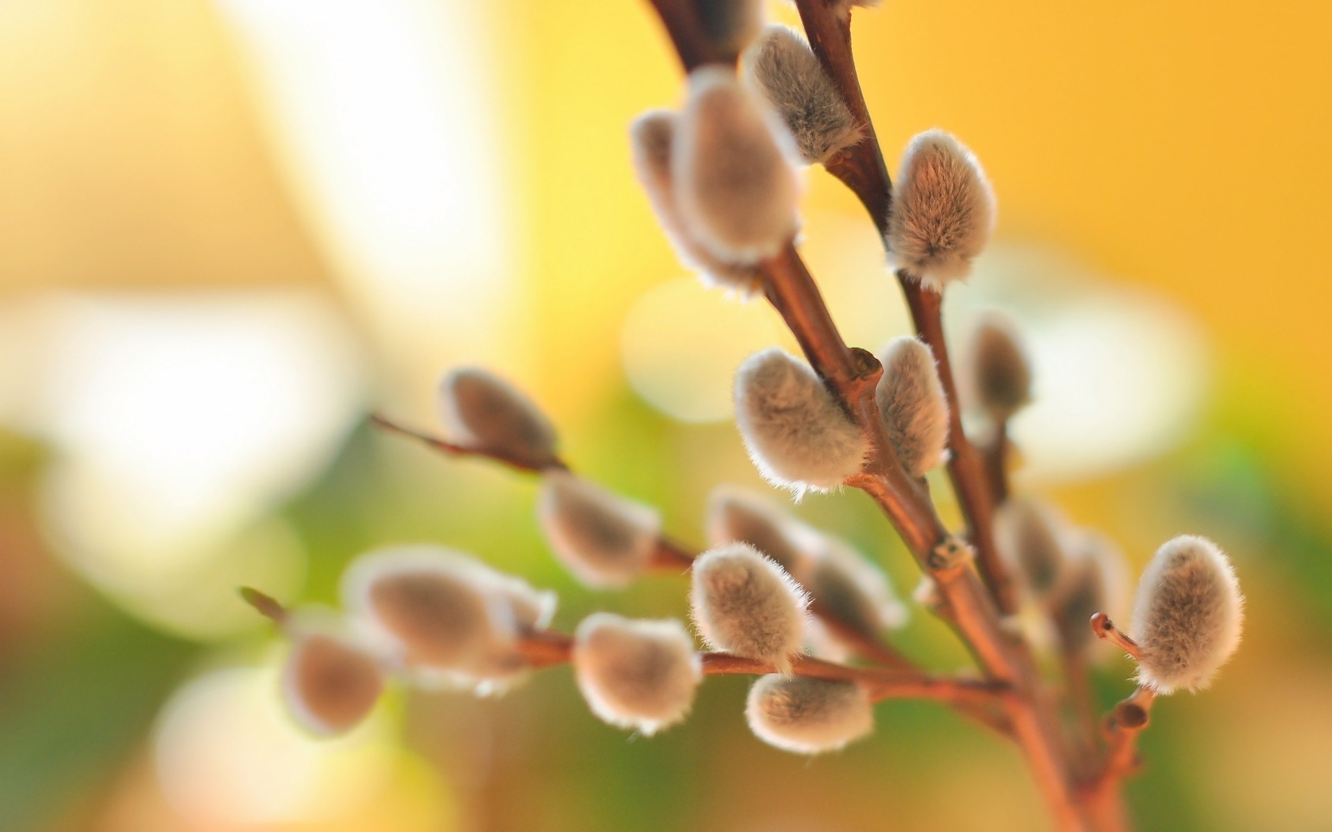 beautiful to dissolve the branch of a willow willow