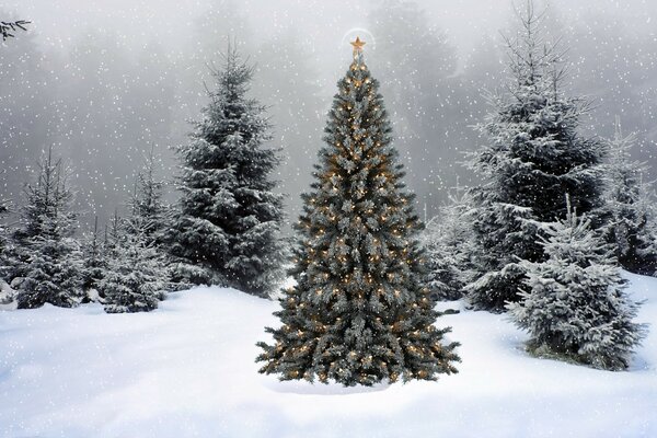 Christmas tree in a garland in the snow next to other Christmas trees