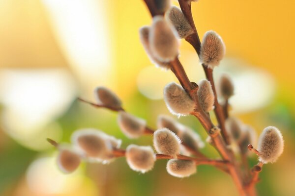 Photo of a budding willow branch