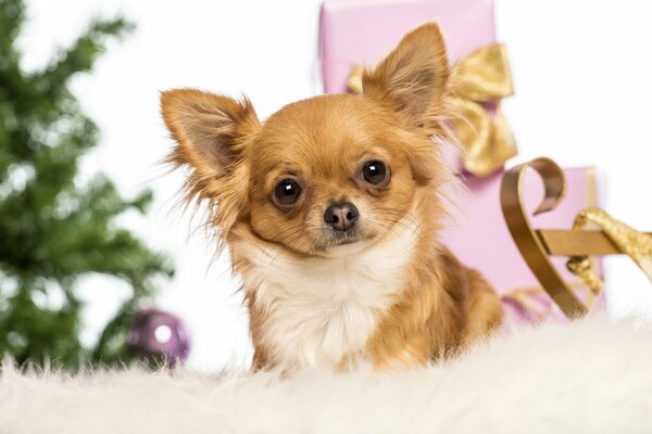 New Year s gift chihuahua dog under the Christmas tree