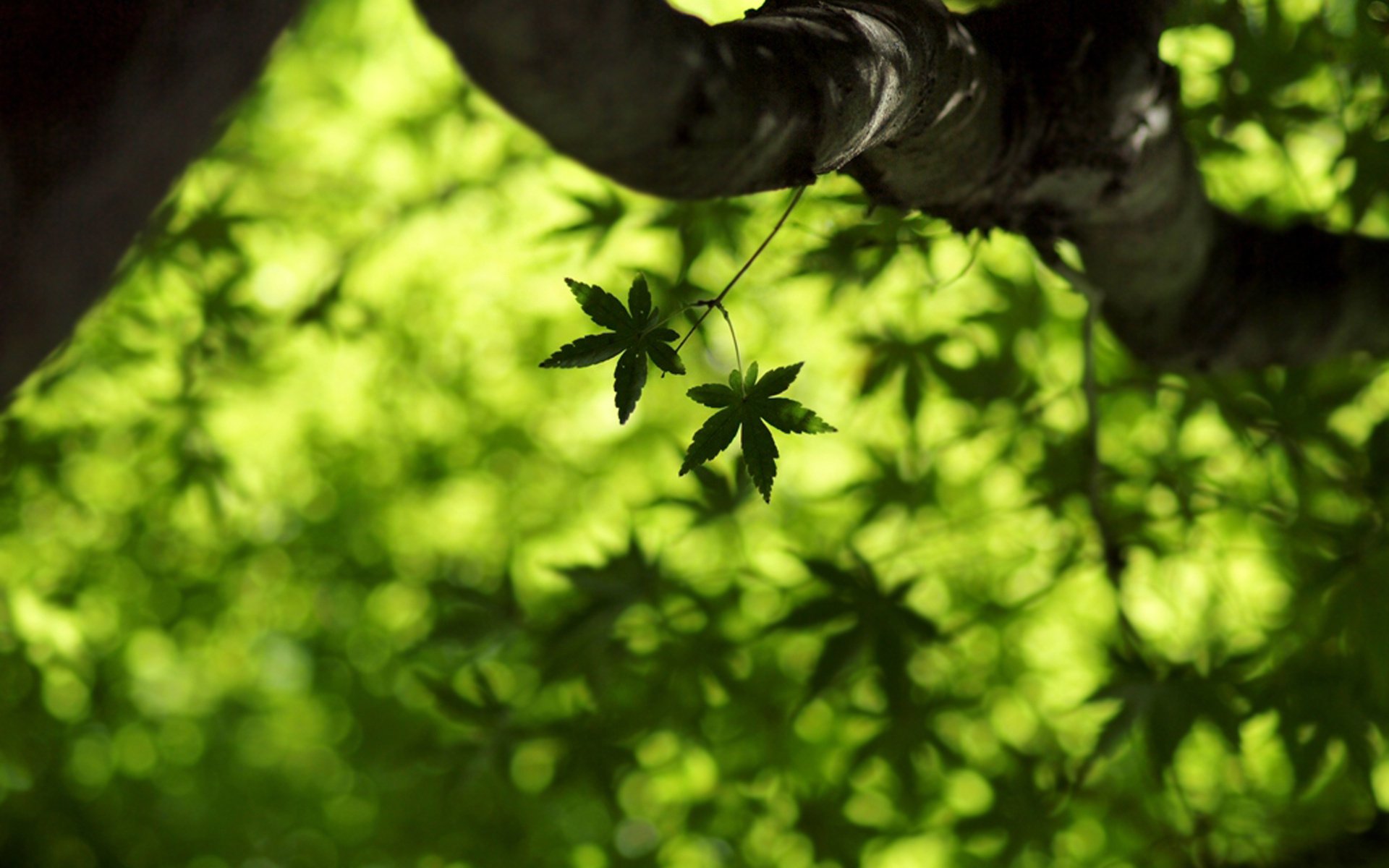 gros plan feuille d érable verts érable feuilles feuille d érable