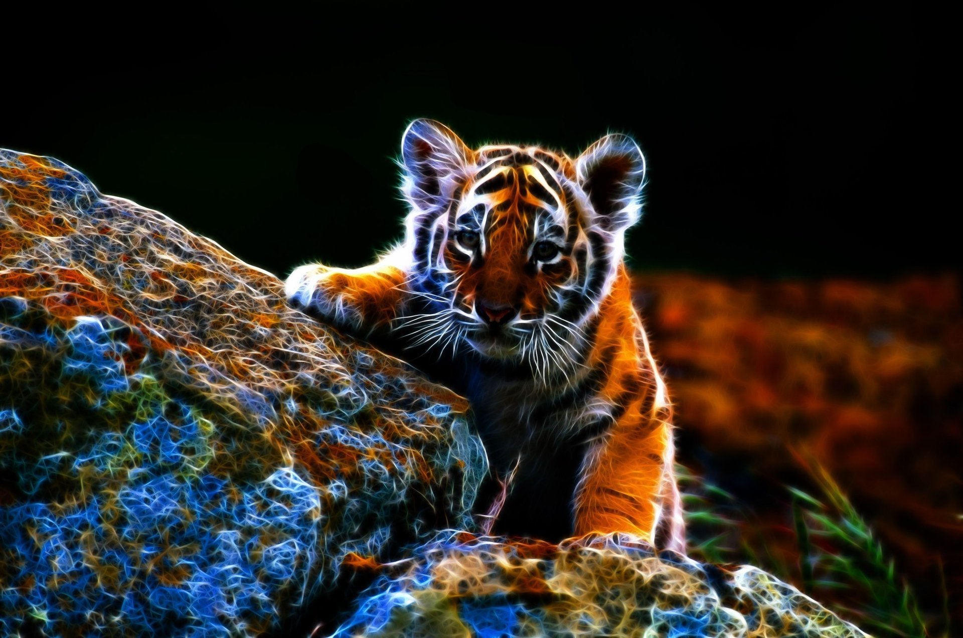 gatos dibujado cachorro de tigre