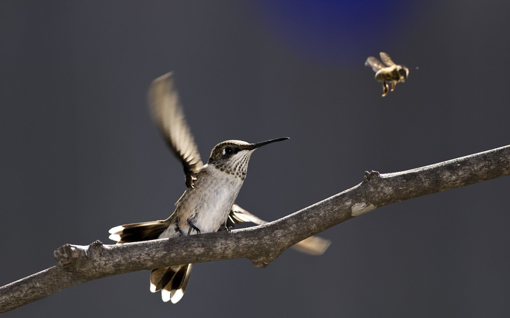 nature oiseau branche