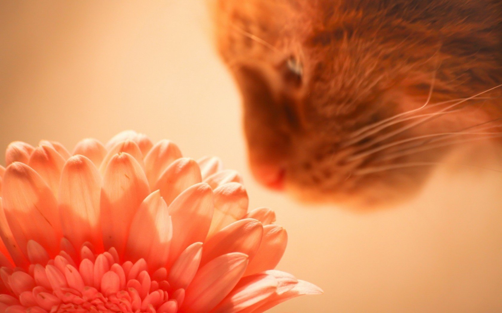 fond chat fleur