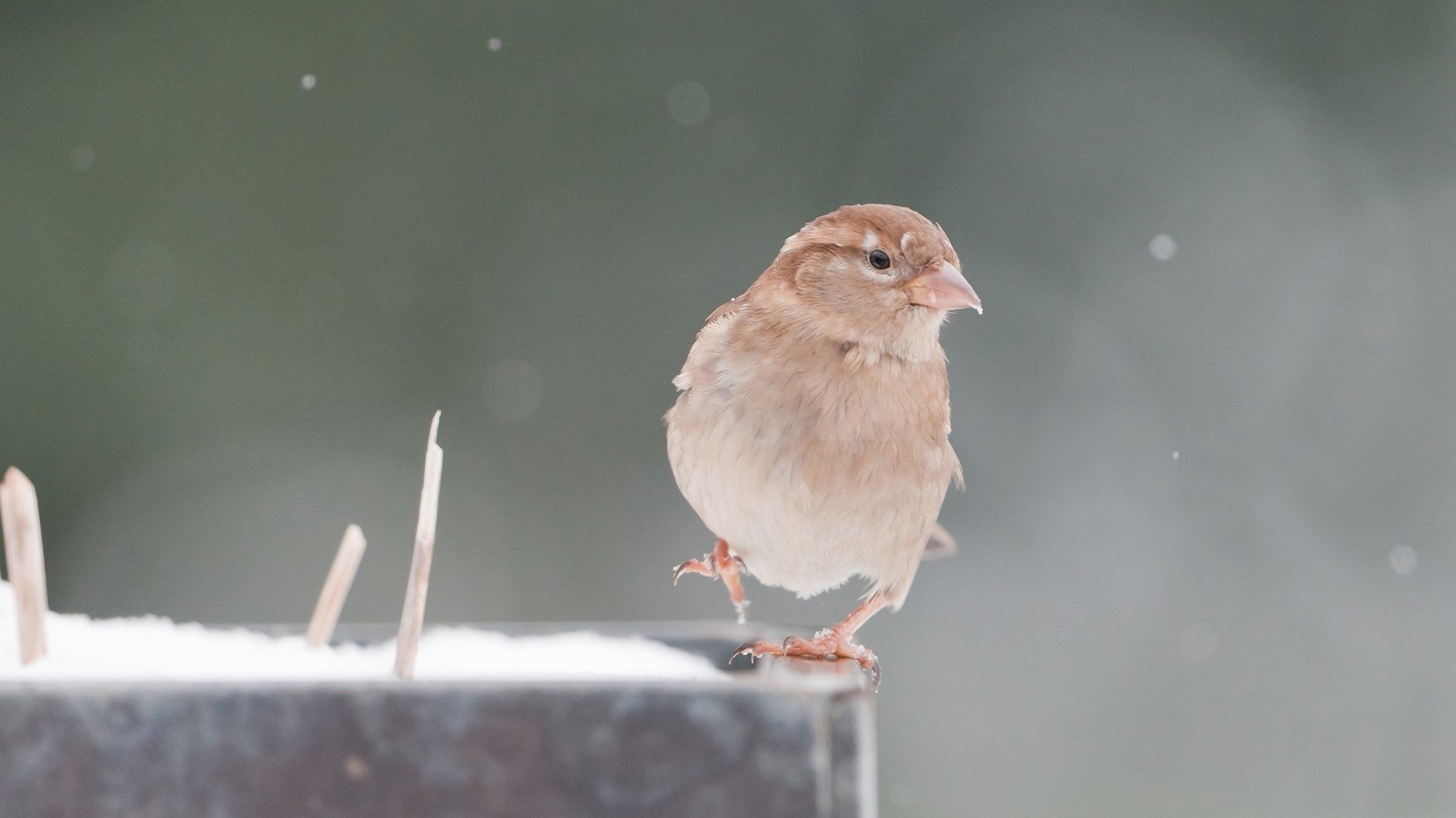 pico animales pico gorrión pájaro plumas pico