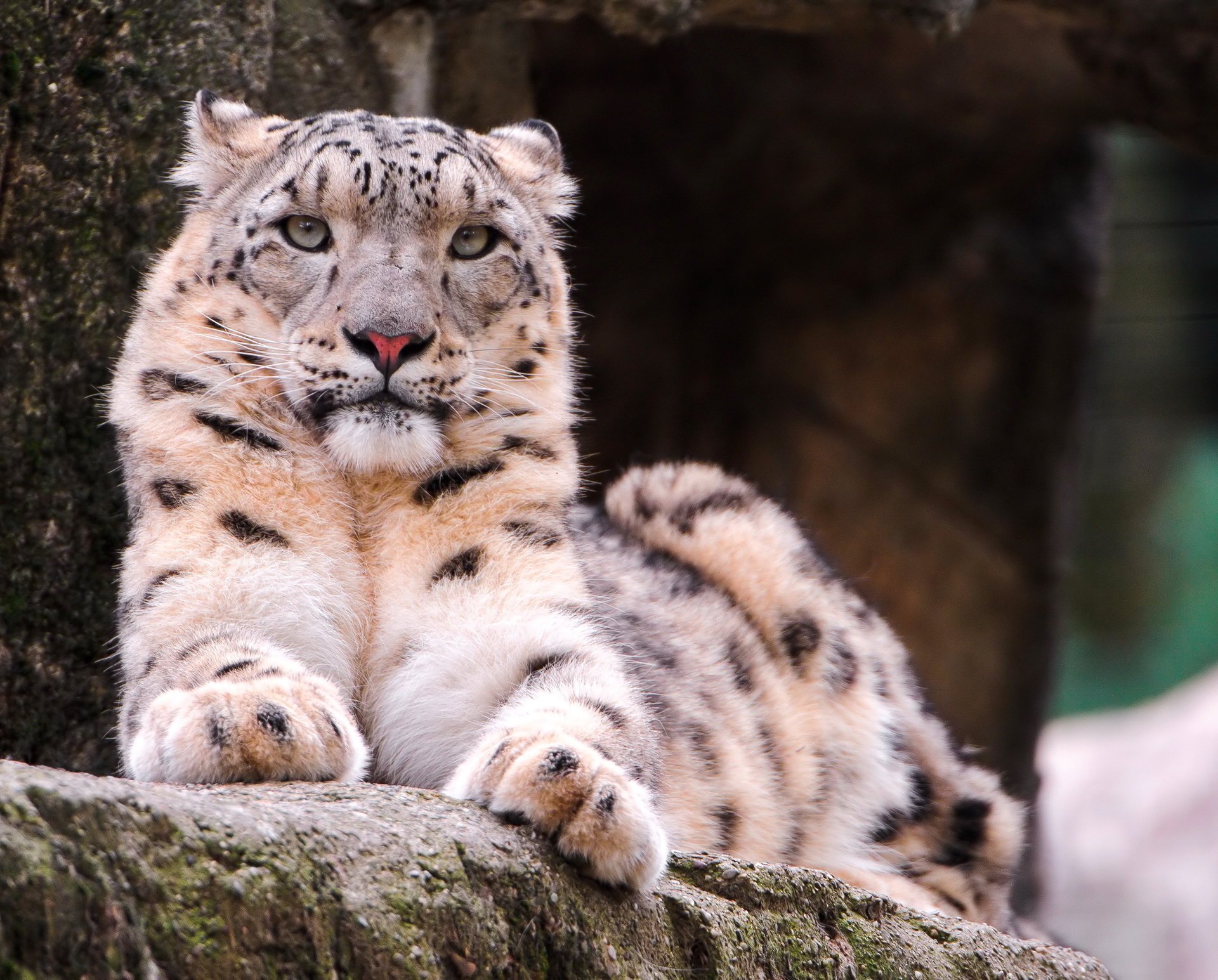 léopard des neiges se trouve snow leopard irbis museau sérieux