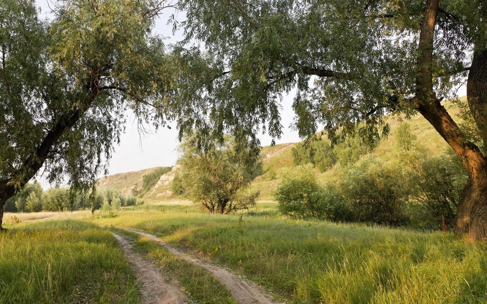 bäume natur straße sommer landschaft