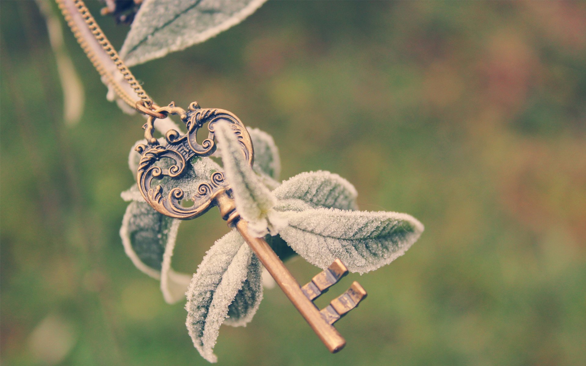 plant chain leaves key branch frost cold