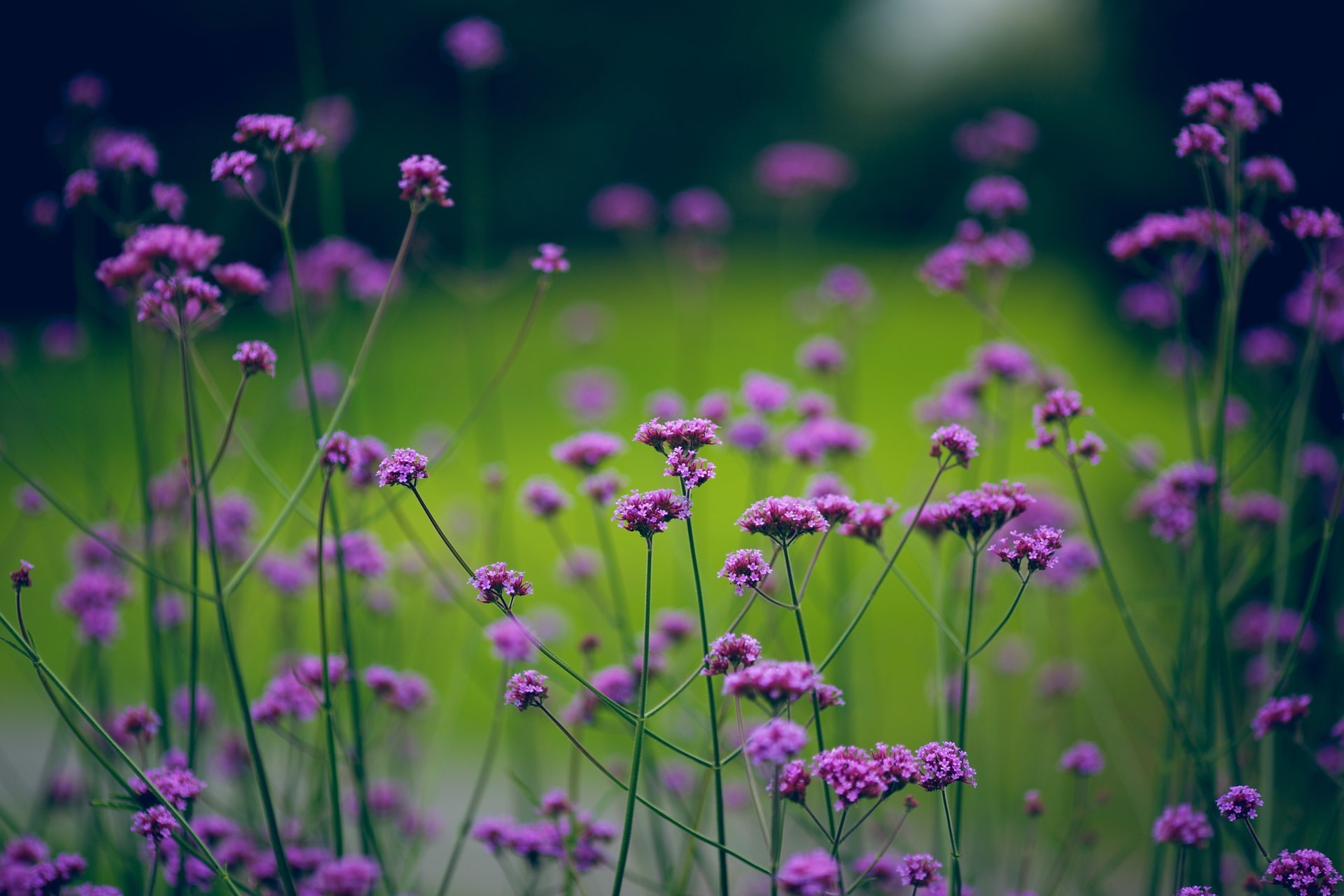 plants flowers blur nature green