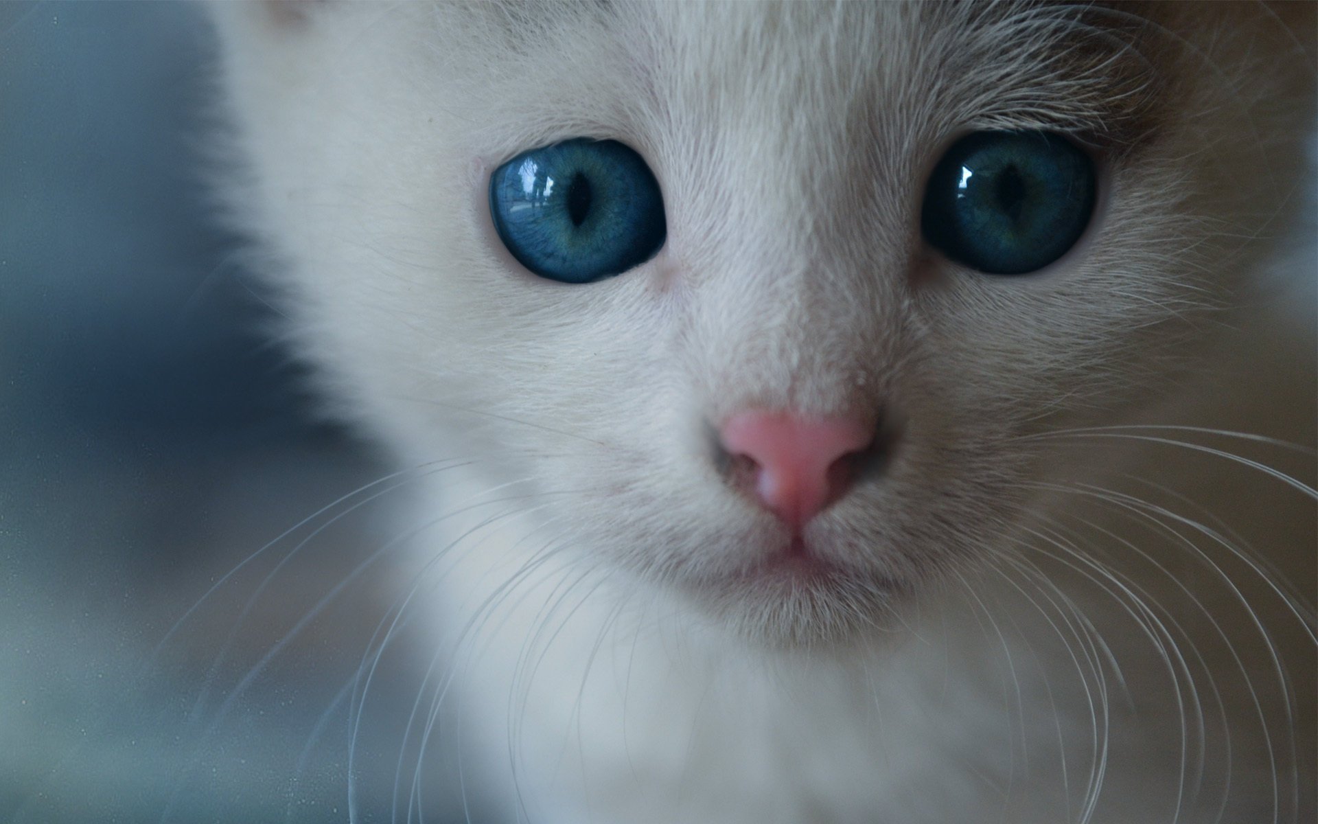 museau museau chat chaton chat moustache yeux bleus