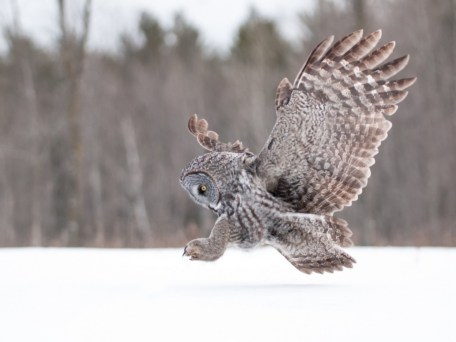 great grey owl owl wing