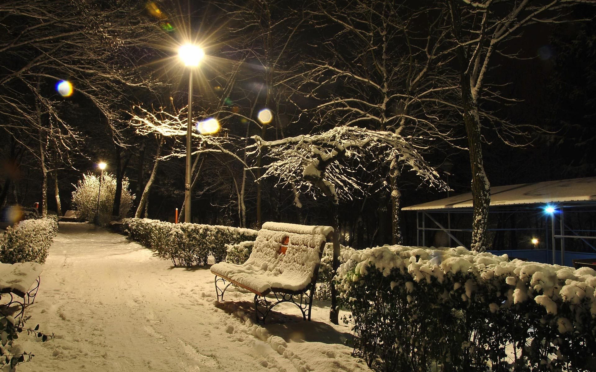 winter tree snow bench night light