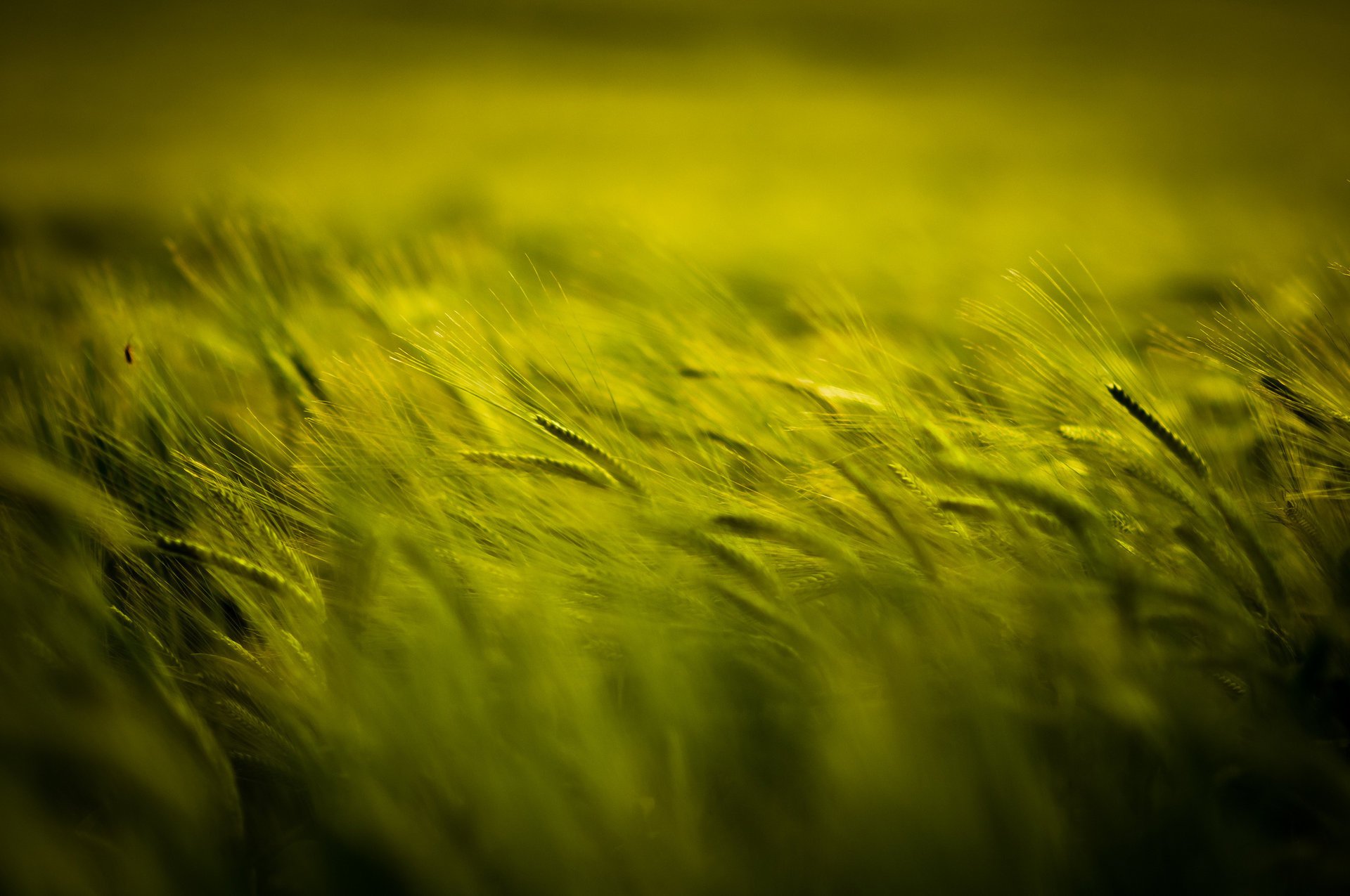 field spikelets green