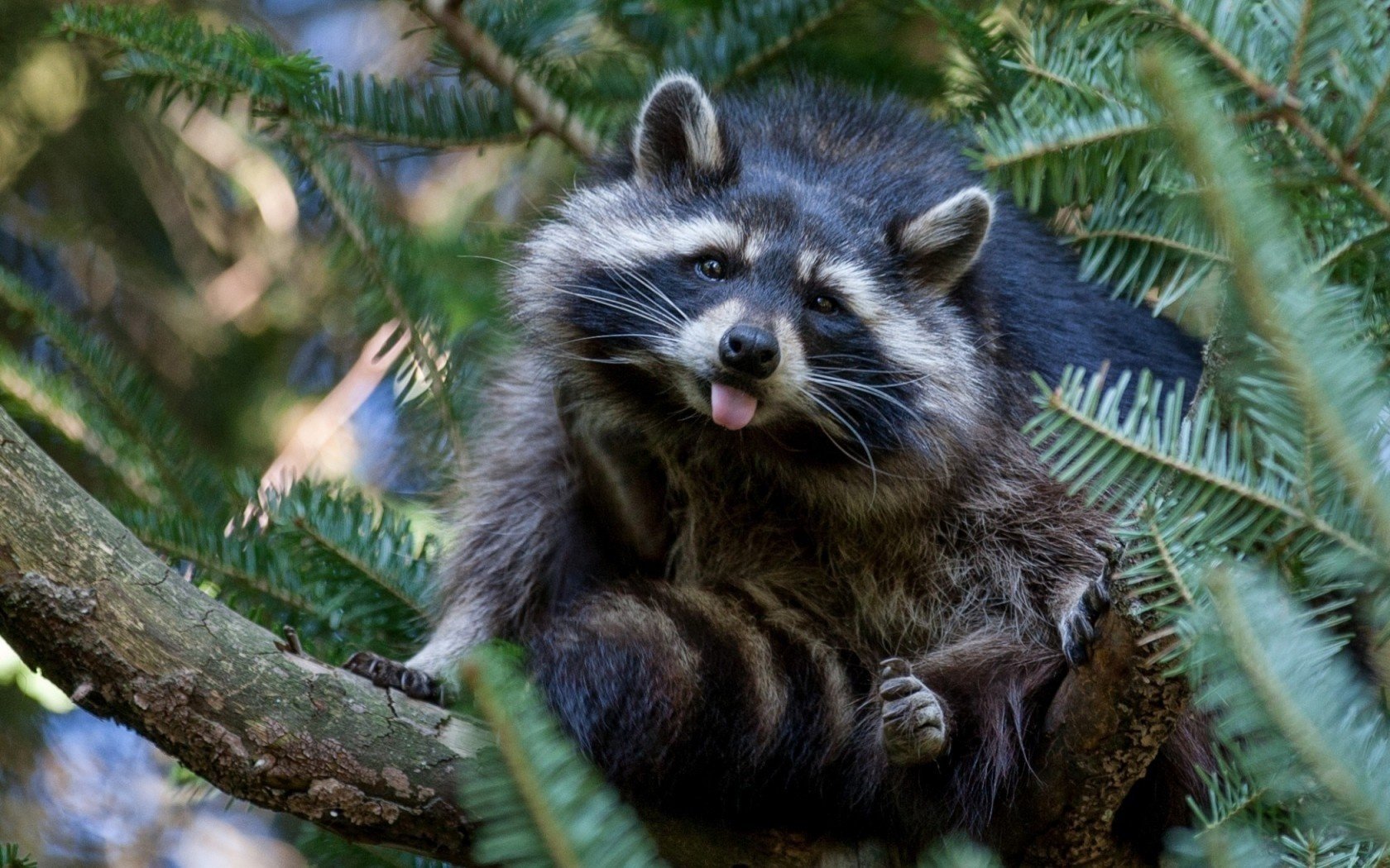 tree raccoon nature