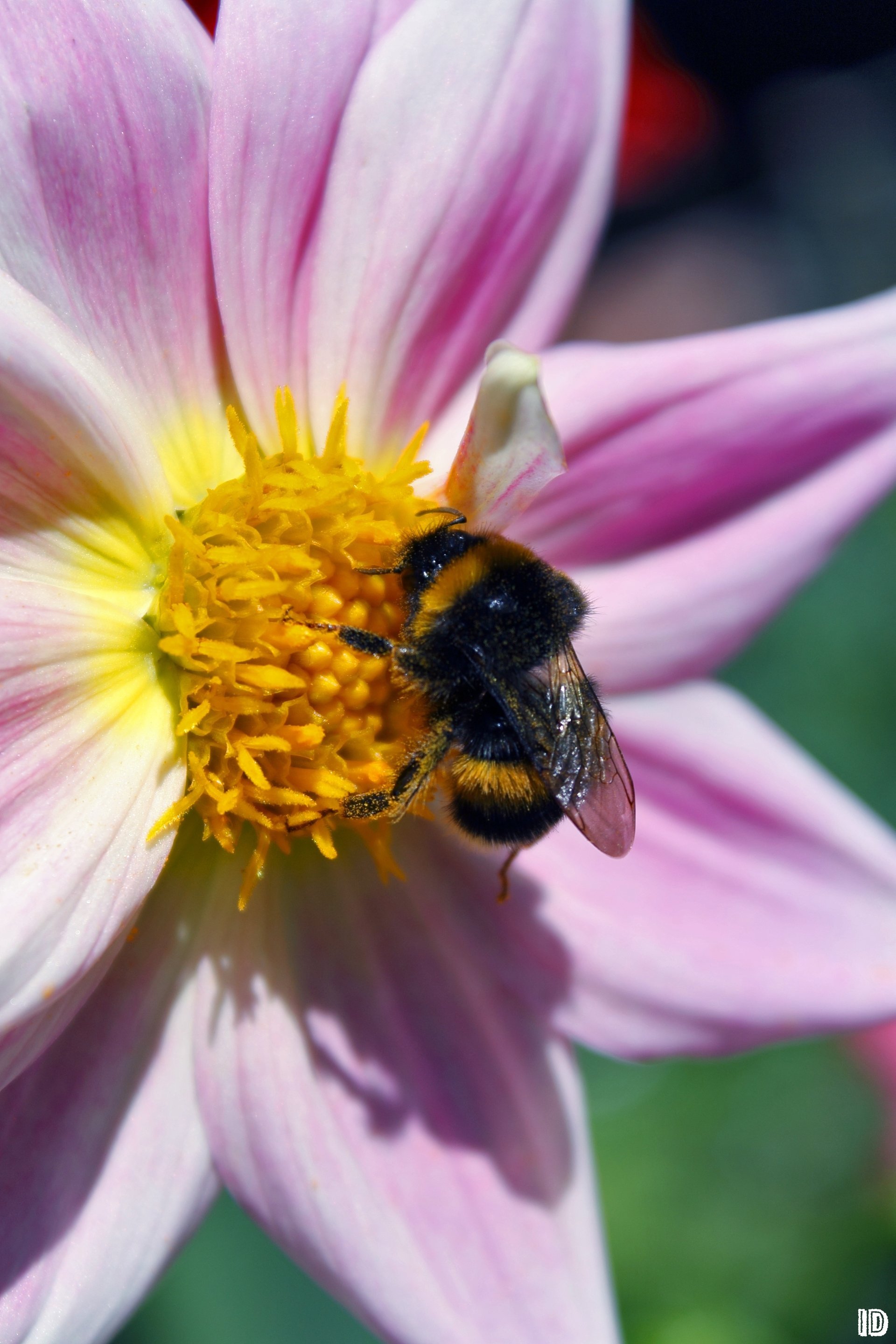 fiori animali natura macro kviti twarini lito komakhi miele jmil pelustki foto