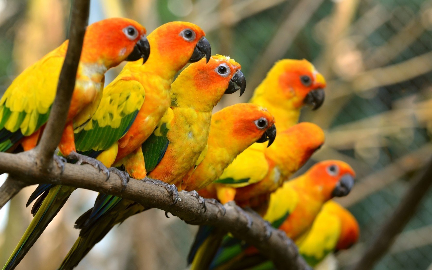 parrots bella trunk birds beautiful