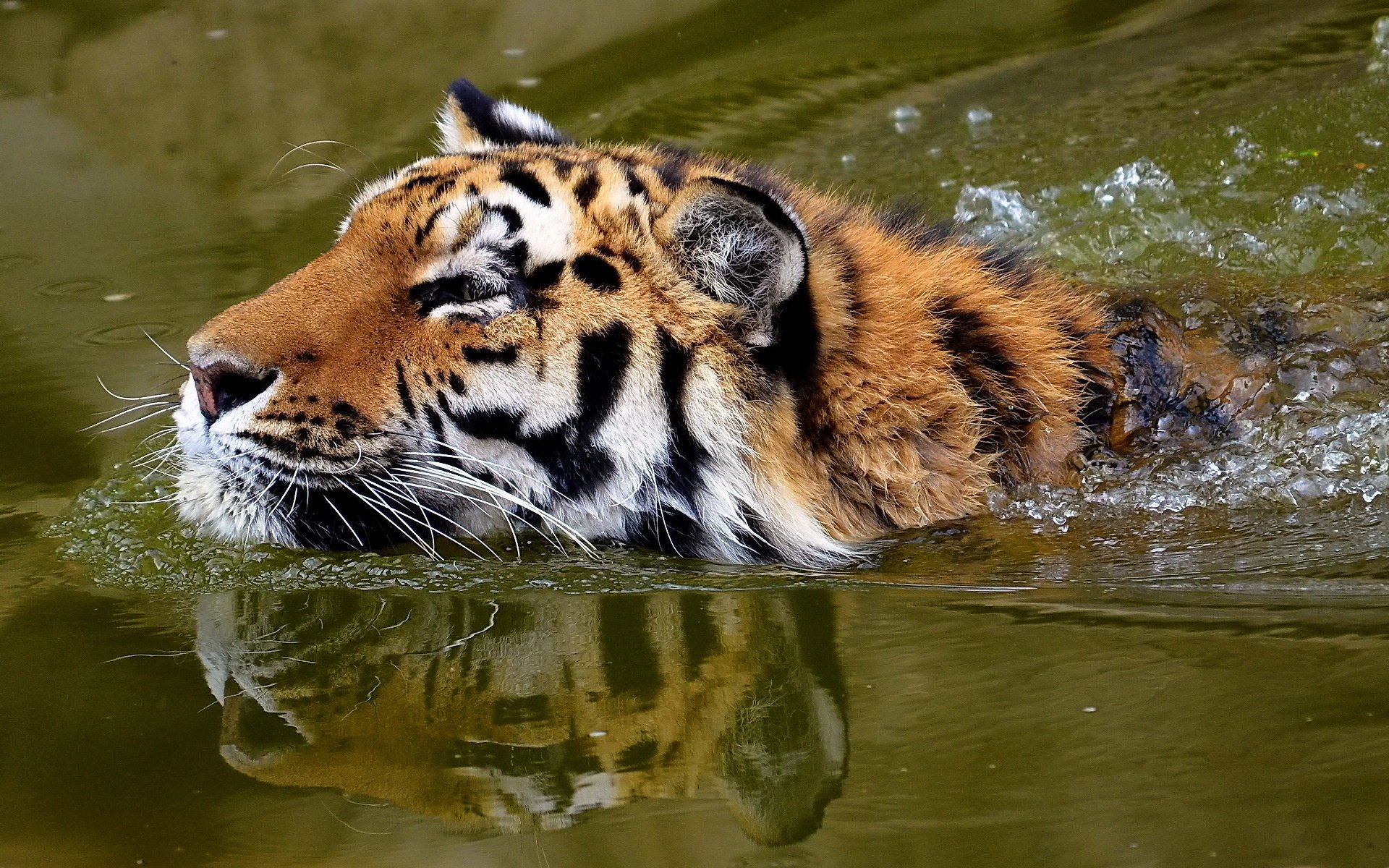 schwimmt schnauze schnauze tiger