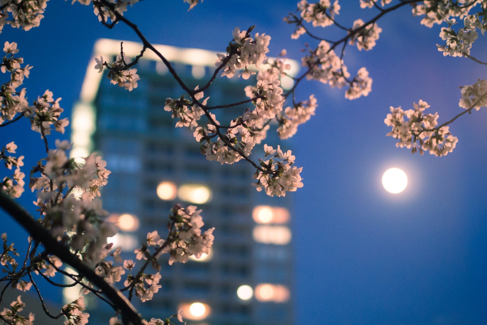 ville tokyo japon printemps soirée lumières lune branche macro sakura couleur