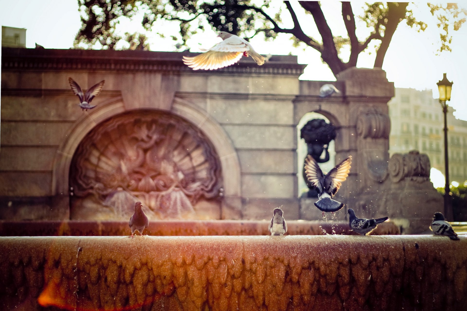 espagne ville barcelone fontaine rue soleil rayons pigeons