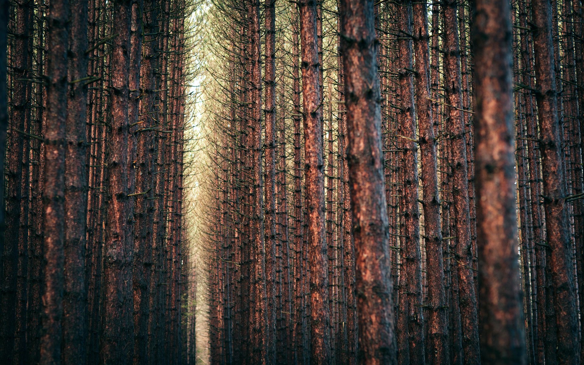 naturaleza paisaje forest landscape trees árboles naturaleza ramas bosque