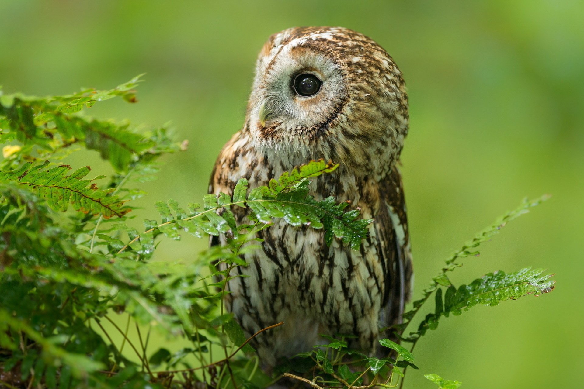 eule vogel wald natur