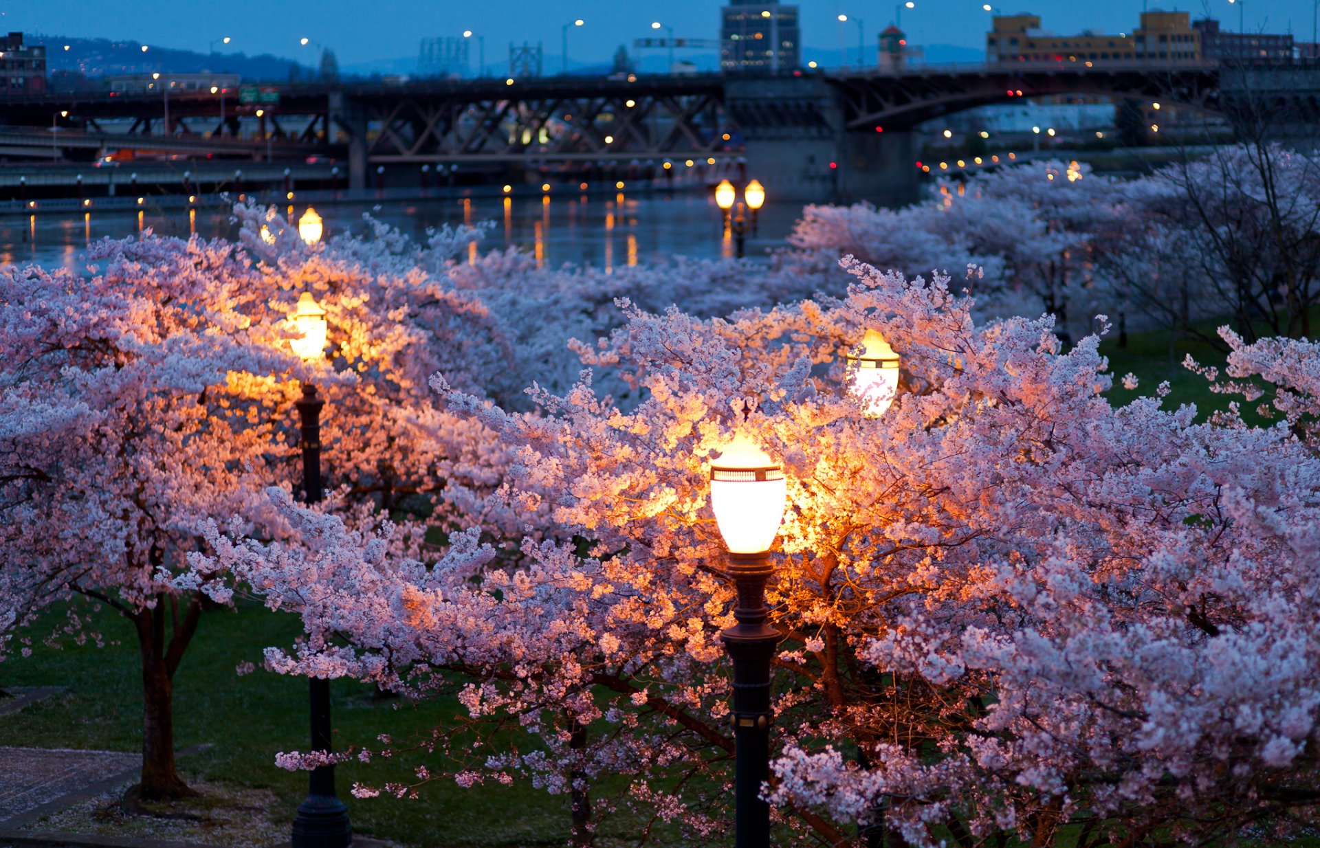 stadt frühling nacht abend lichter lichter brücken fluss park bäume blühen farbe