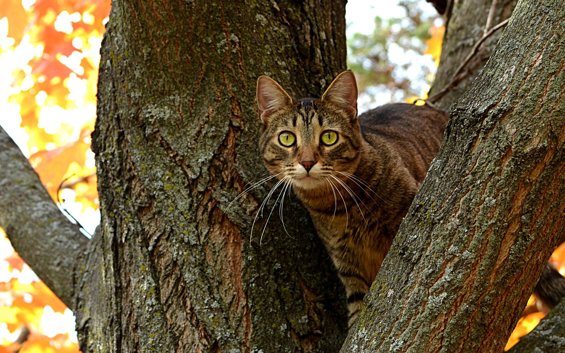 branch eyes trunk kote tree cat