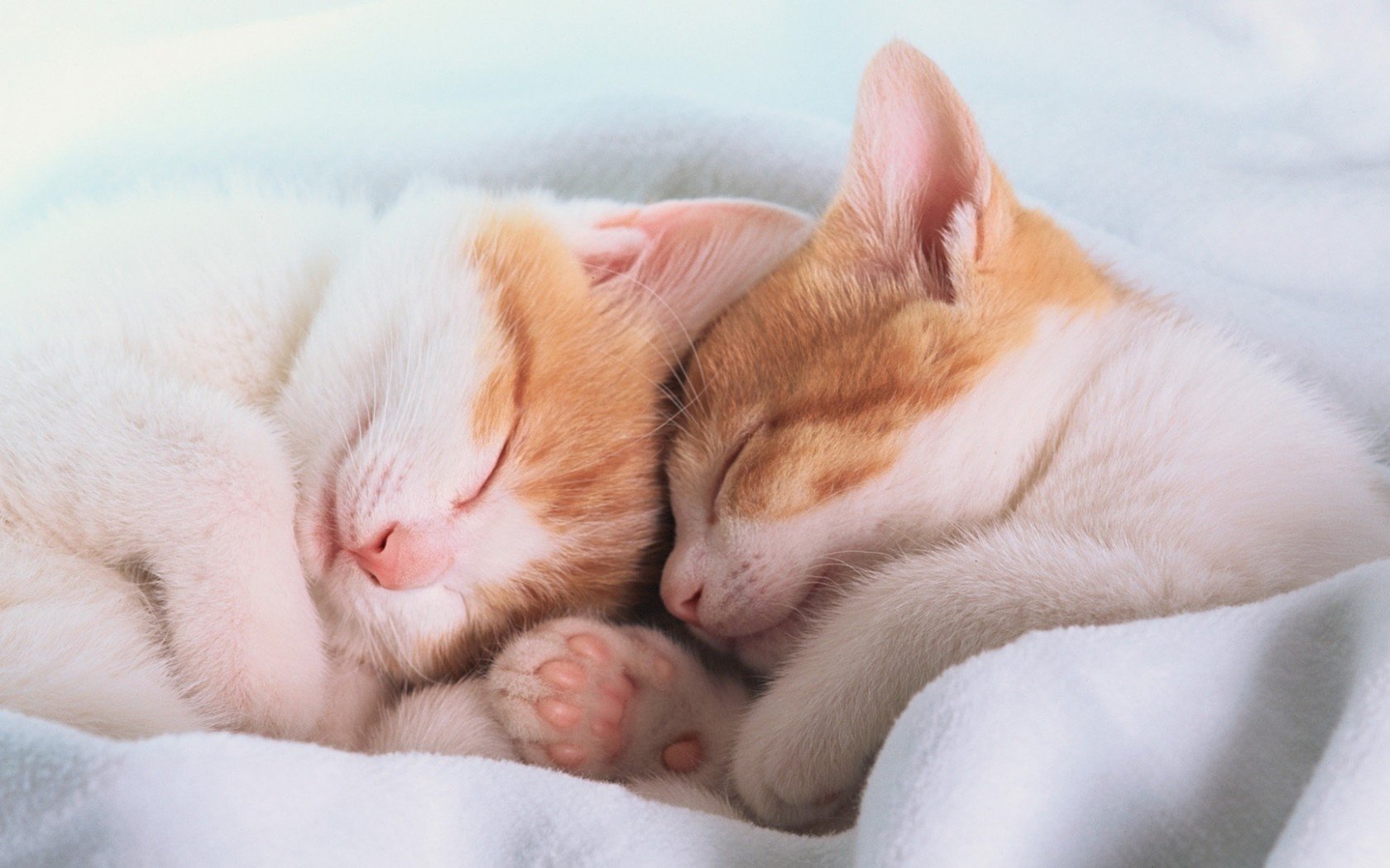 leep sleep kittens paws ears blanket