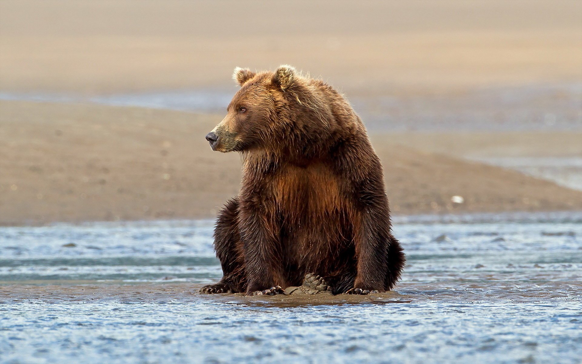 nature pose bear