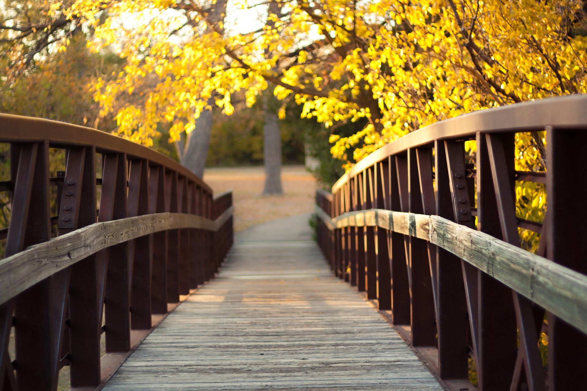 natur brücke gelb blendung herbst