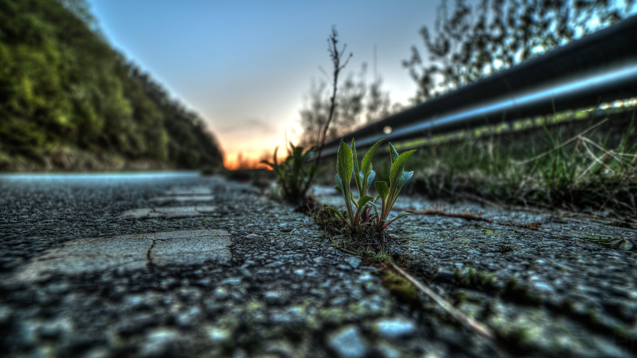 gros plan plante asphalte feuilles route vie pousse