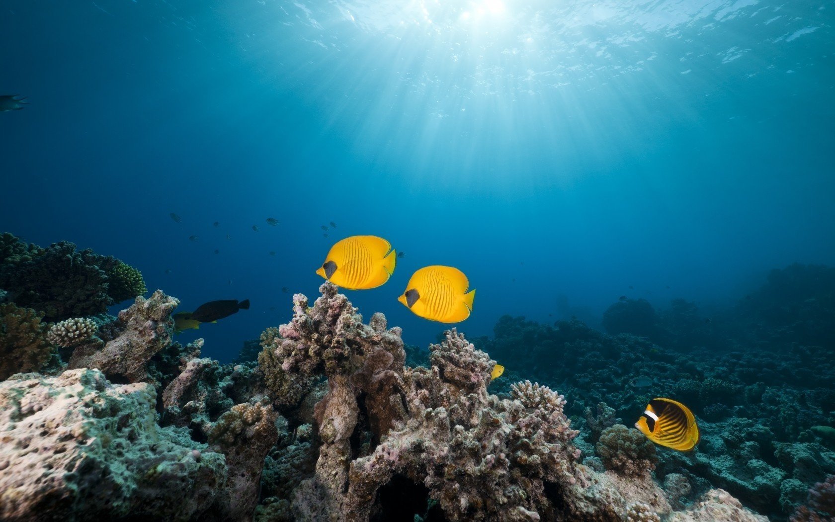 masked butterfly fish the red sea tropical reef