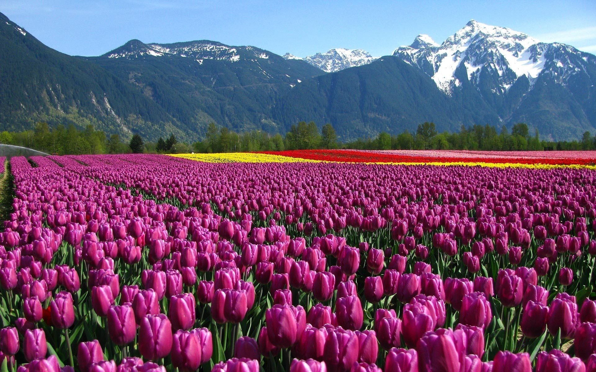 campo fiori montagne tulipani