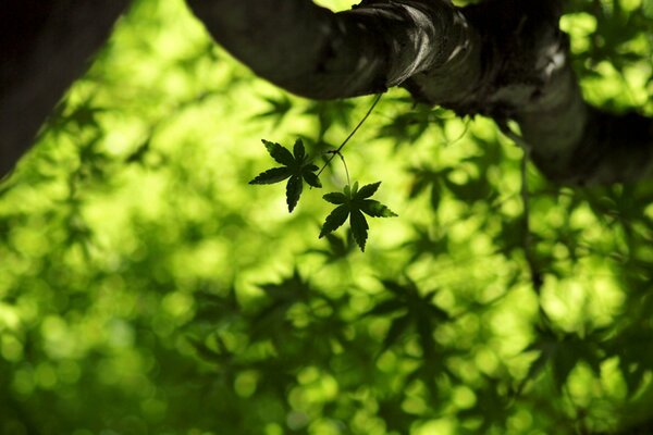 Maple leaves on the background of a large maple tree