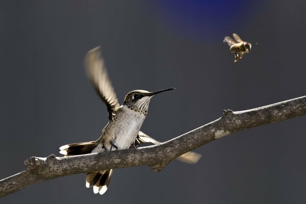 Oiseau sur la branche regardant l abeille