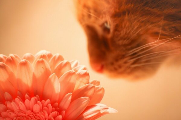 El gato huele la flor roja