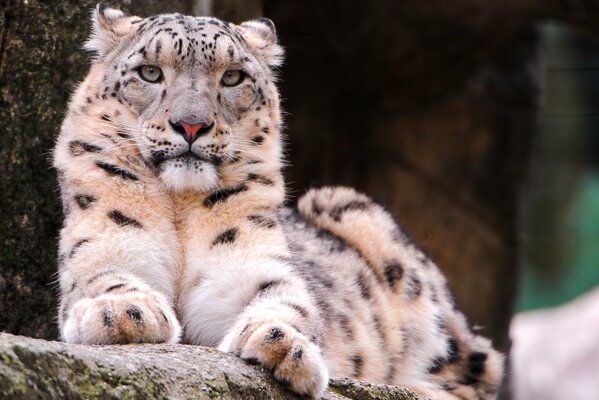 Leopardo de las Nieves yace en un árbol