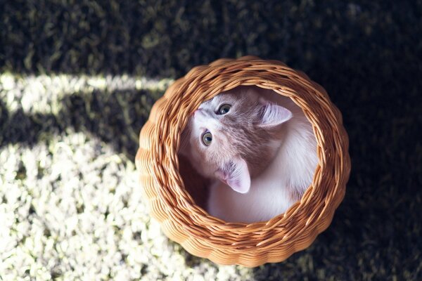 The kitten hid in a wicker basket