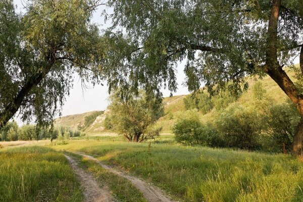 Tranquillo sentiero estivo con bellissimi alberi e radura