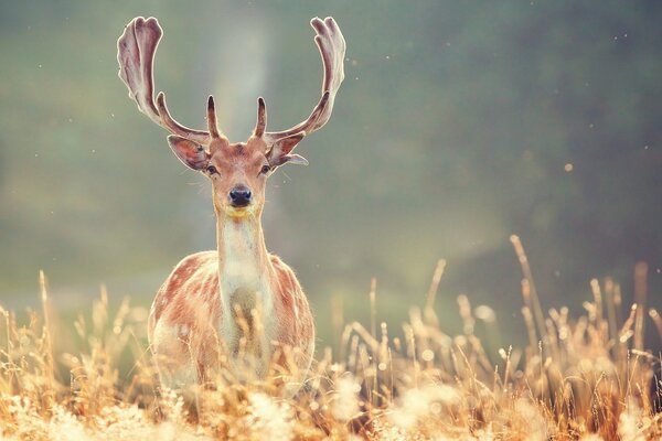 Cerf avec de belles cornes sur le terrain