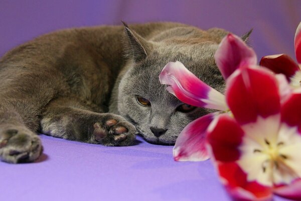 A cat with tulips on a lilac background