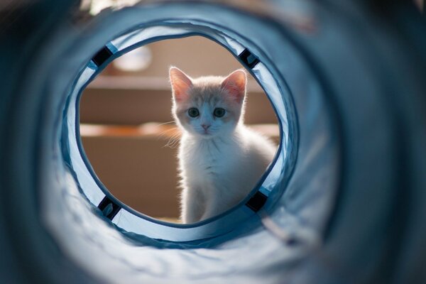 La mirada condenada de un pequeño gatito