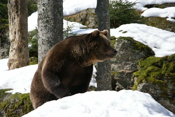 A brown bear in the forest is preparing for hibernation