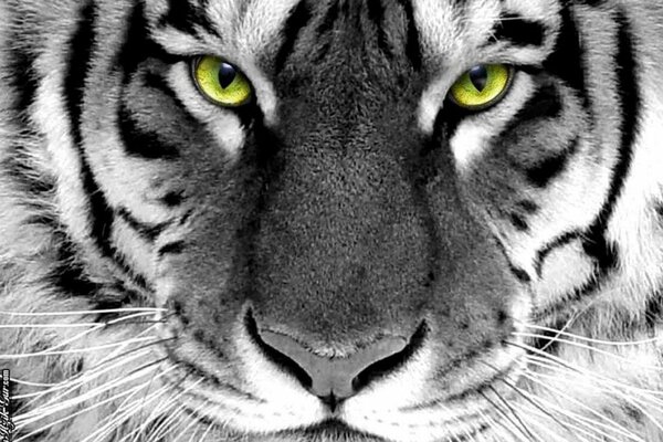 El hocico de un tigre blanco y negro con ojos verdes